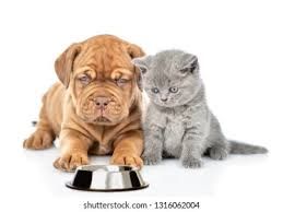 Picking Out A Pet Food