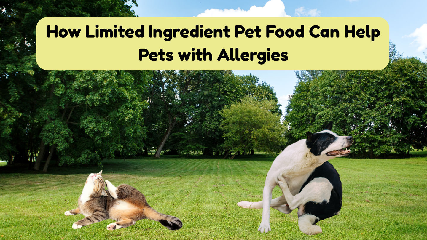 How Limited Ingredient Pet Food Can Help Pets with Allergies