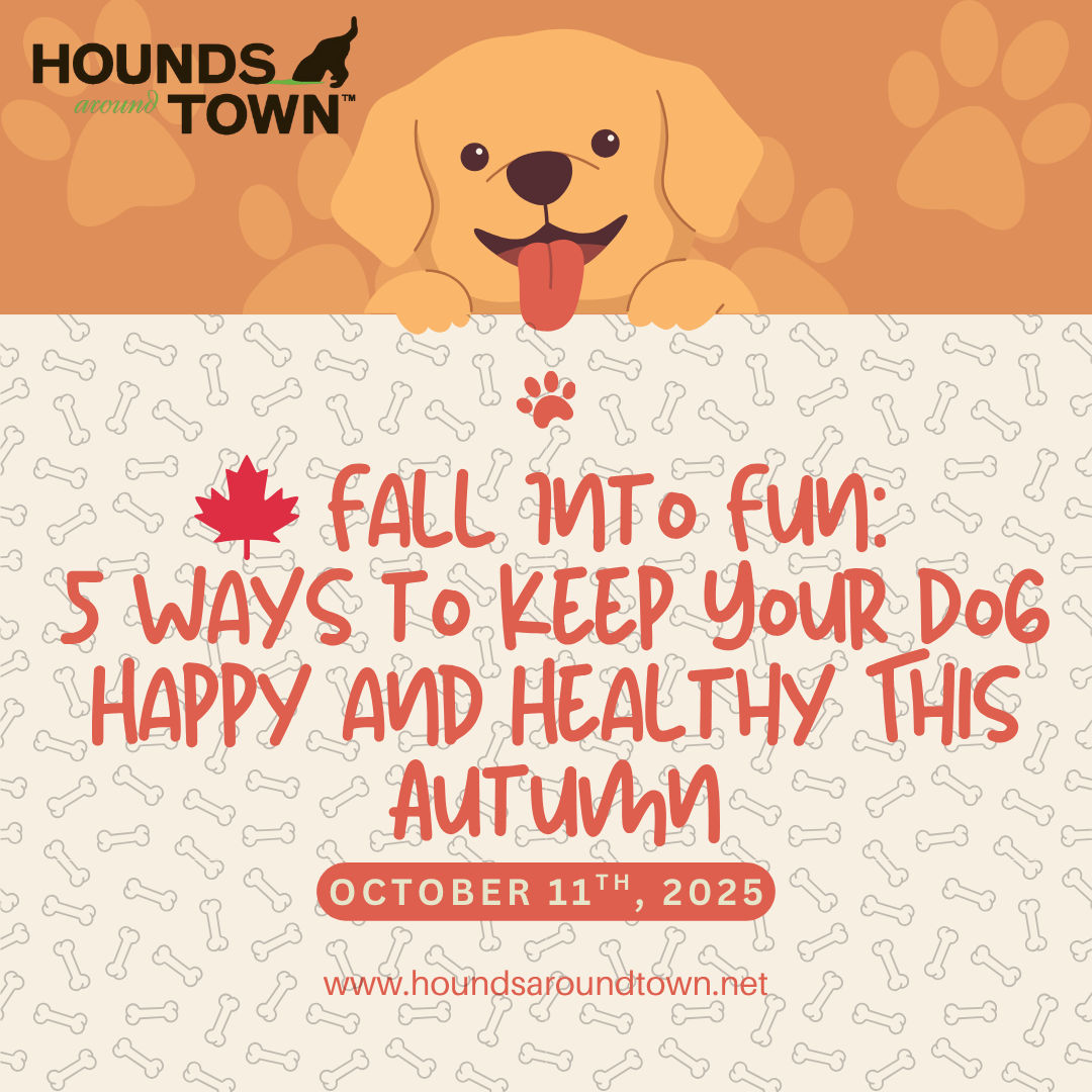 Fall Into Fun: 5 Ways to Kepp Your Dog Happy and Healthy This Autumn