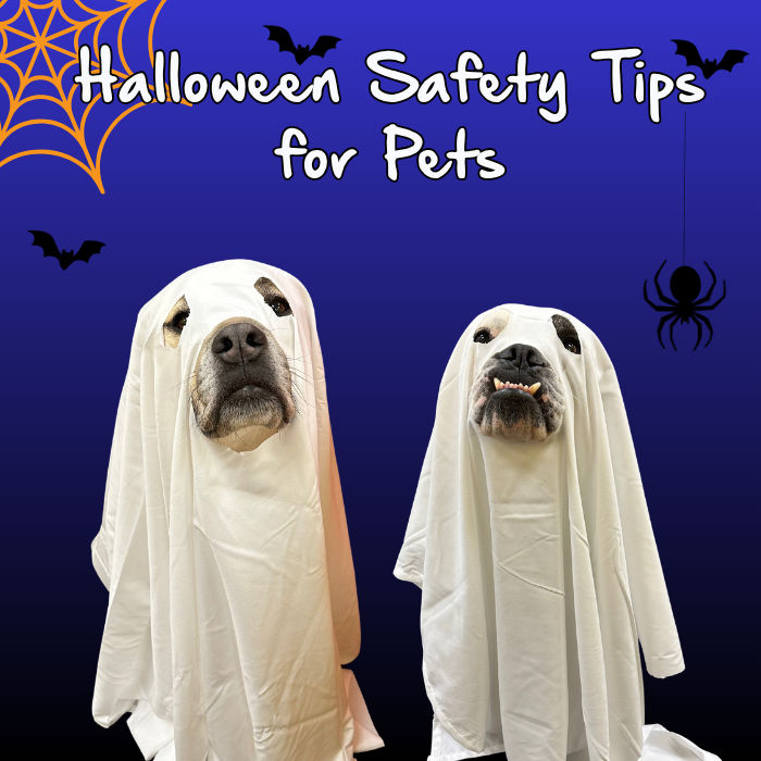 Halloween Safety Tips for Pets
