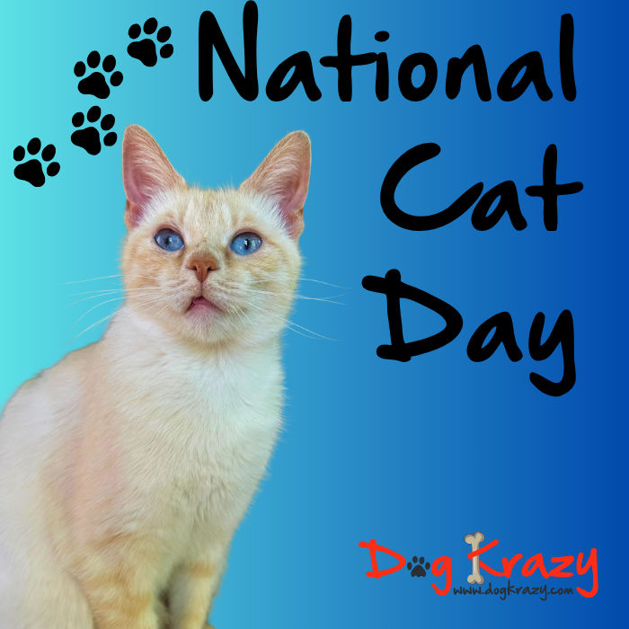 Image of blog post Yes, We’re Dog Krazy… But We Love Cats Too