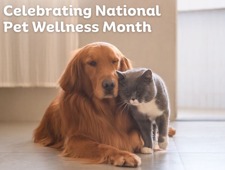 October is National Pet Wellness Month