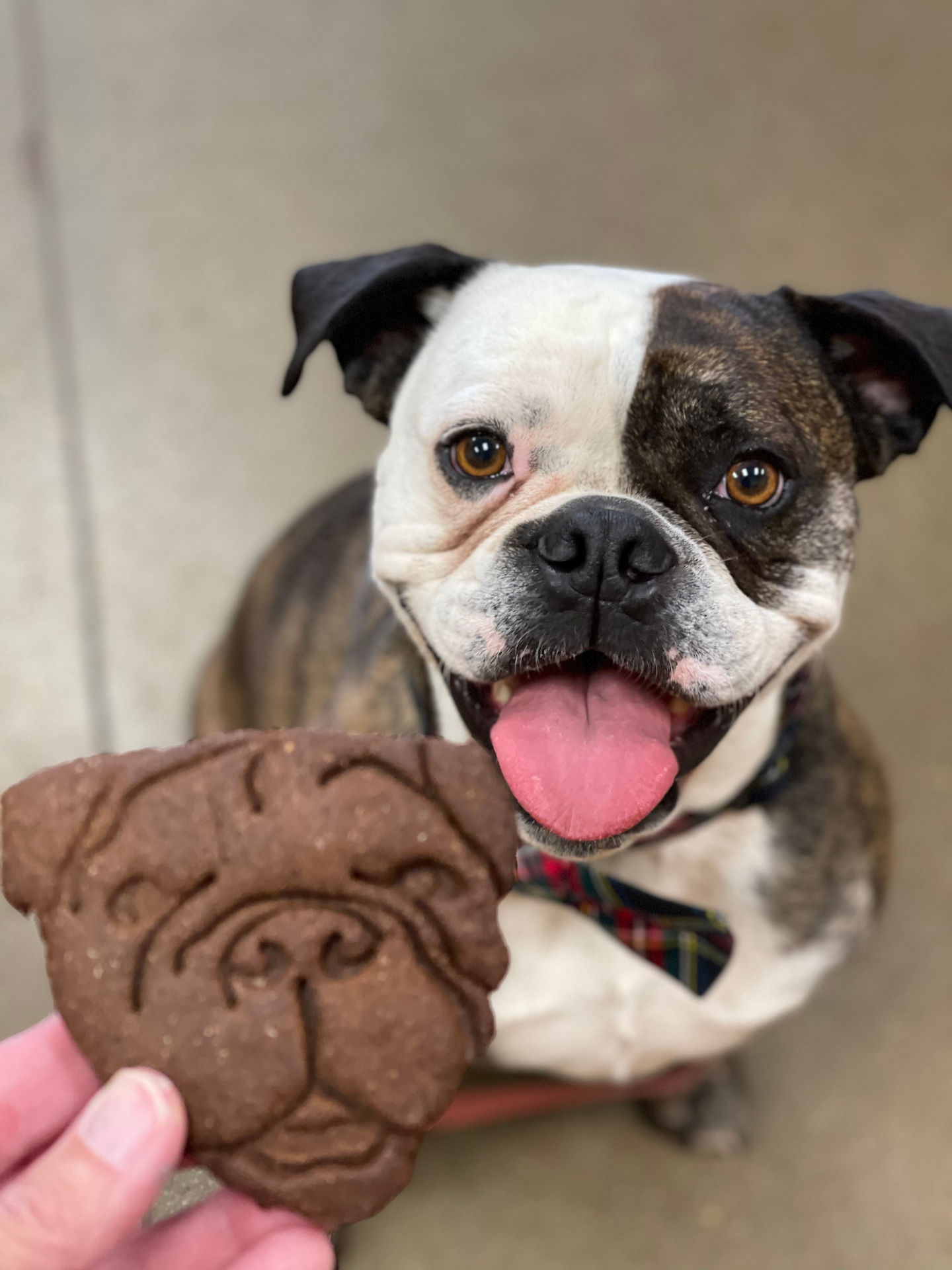 Image of blog post Why Ingredient Safety Matters in Dog Treats