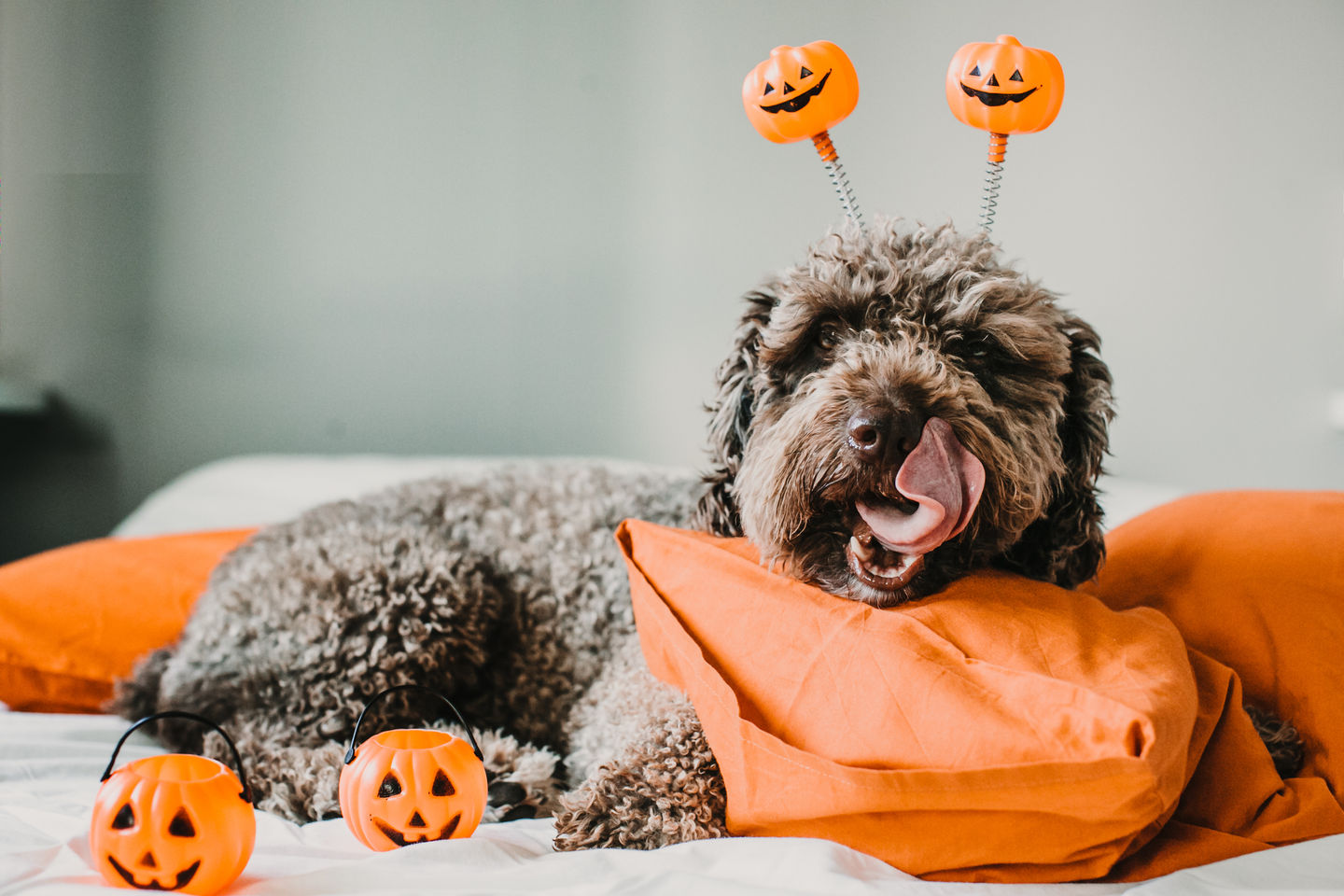 Halloween Pet Safety Guide