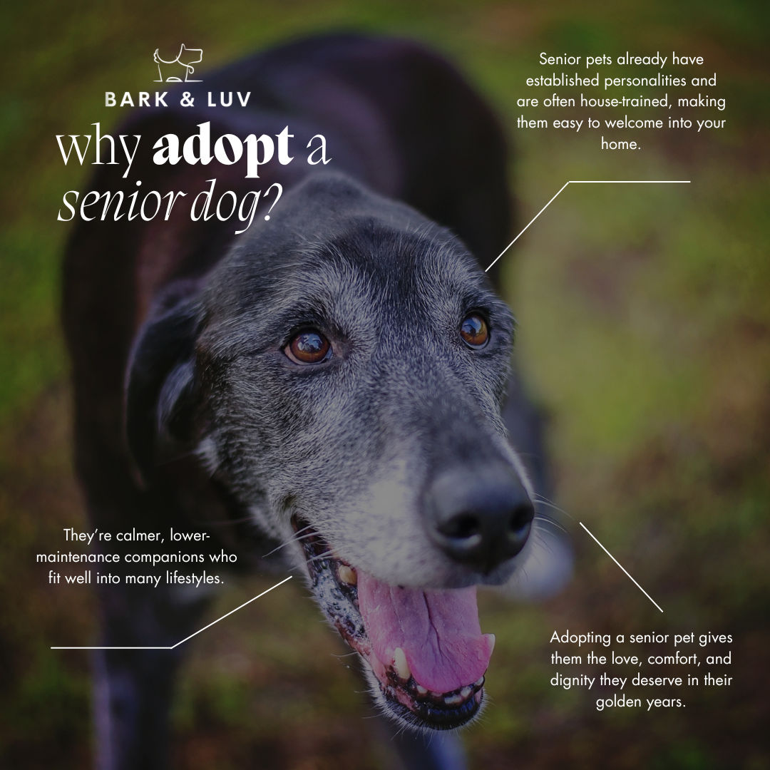 Why You Should Consider Adopting a Senior Pet This Month
