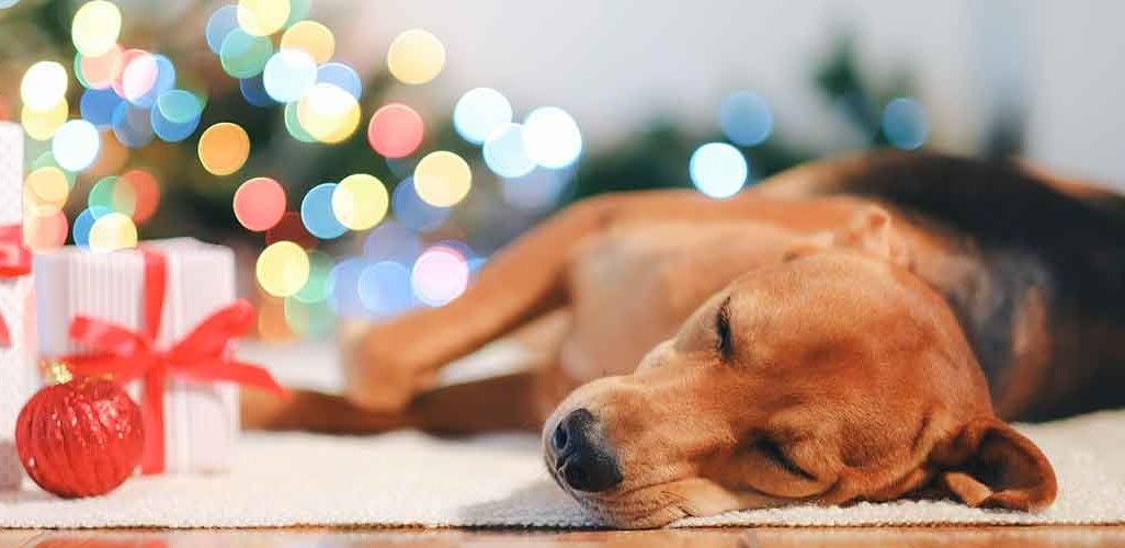 Image of blog post Keep the Howl out of Holidays