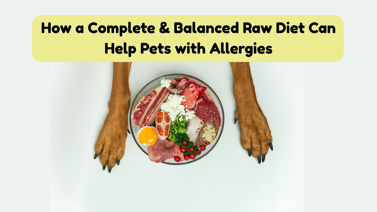 How a Complete & Balanced Raw Diet Can Help Pets with Allergies
