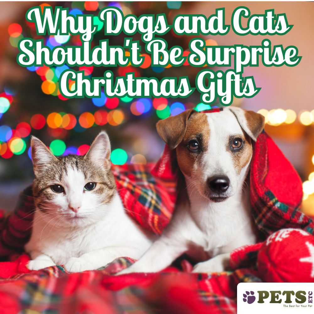 Why Dogs and Cats Shouldn't Be Surprise Christmas Gifts