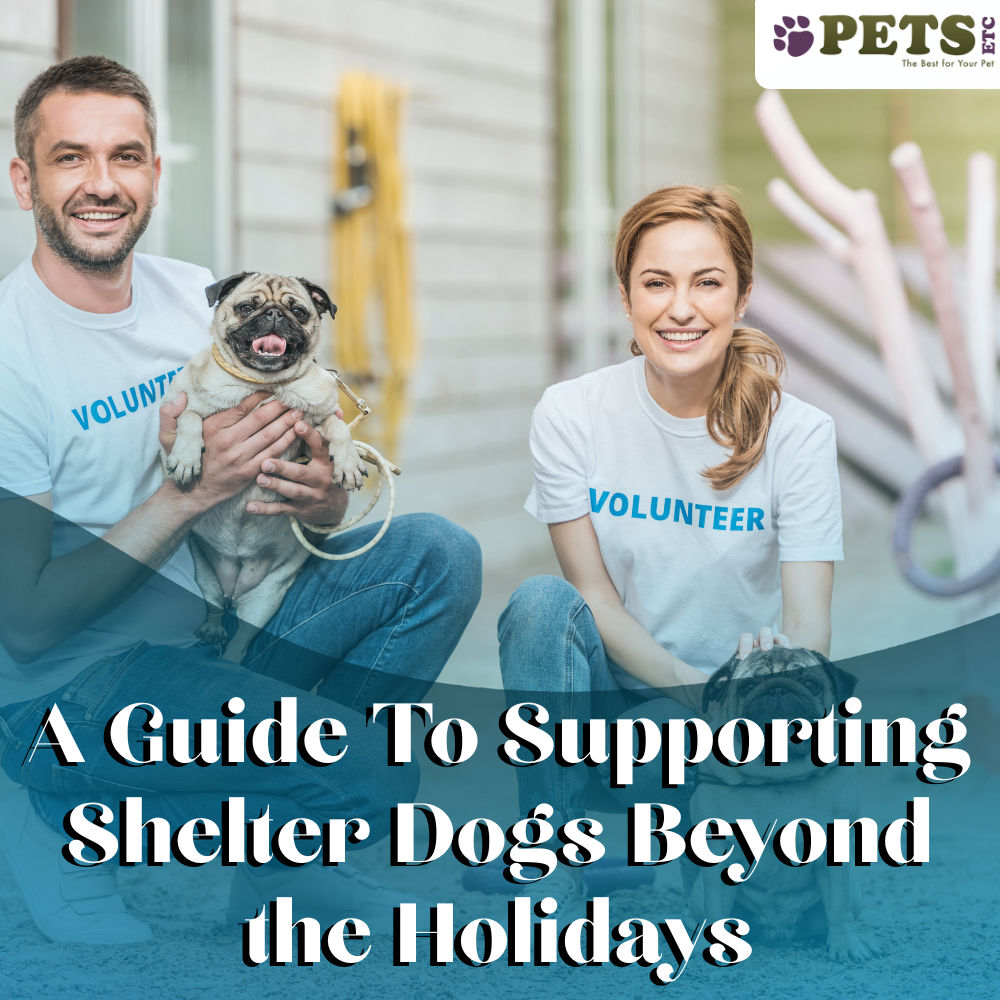 A Guide To Supporting Shelter Dogs Beyond the Holidays