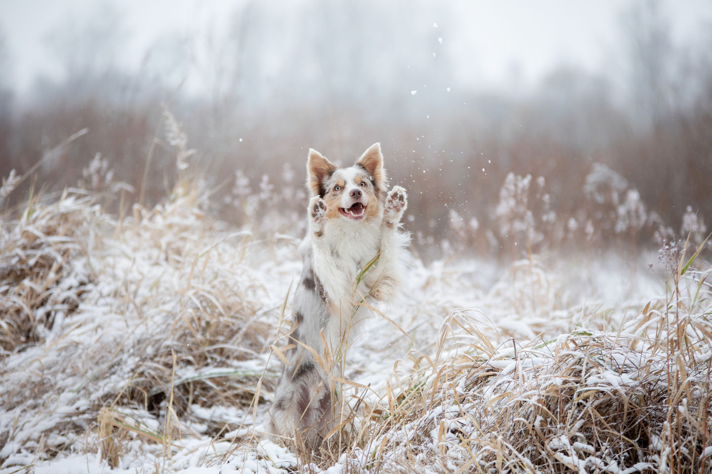 Dog Winter Wellness - Tips for Adjusting to Cold Weather