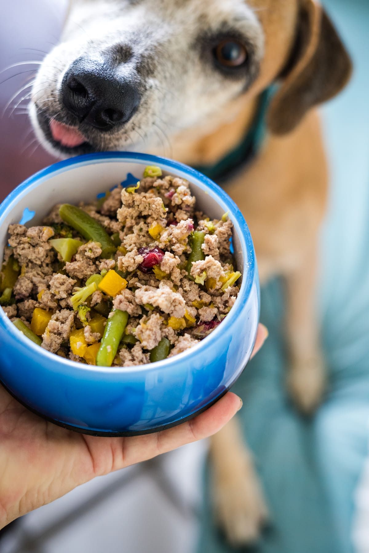 Sharing a Plate with Your Pet This Thanksgiving?