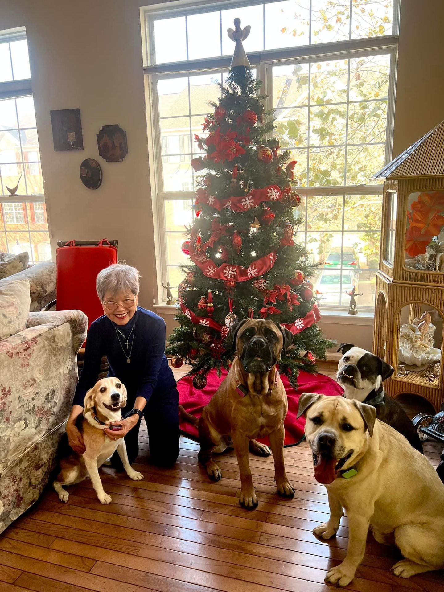 Image of blog post Holiday Dangers for Pets and How to Keep Them Safe