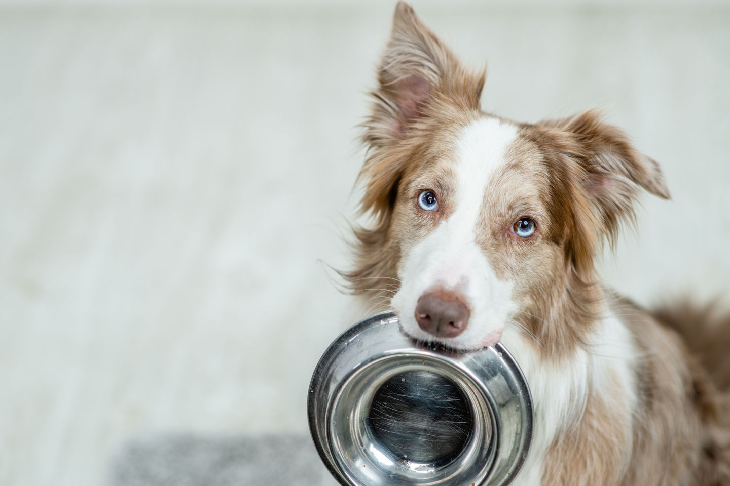 Why We Keep Goat Milk in the Freezer (And Why Your Dog Might Need It)
