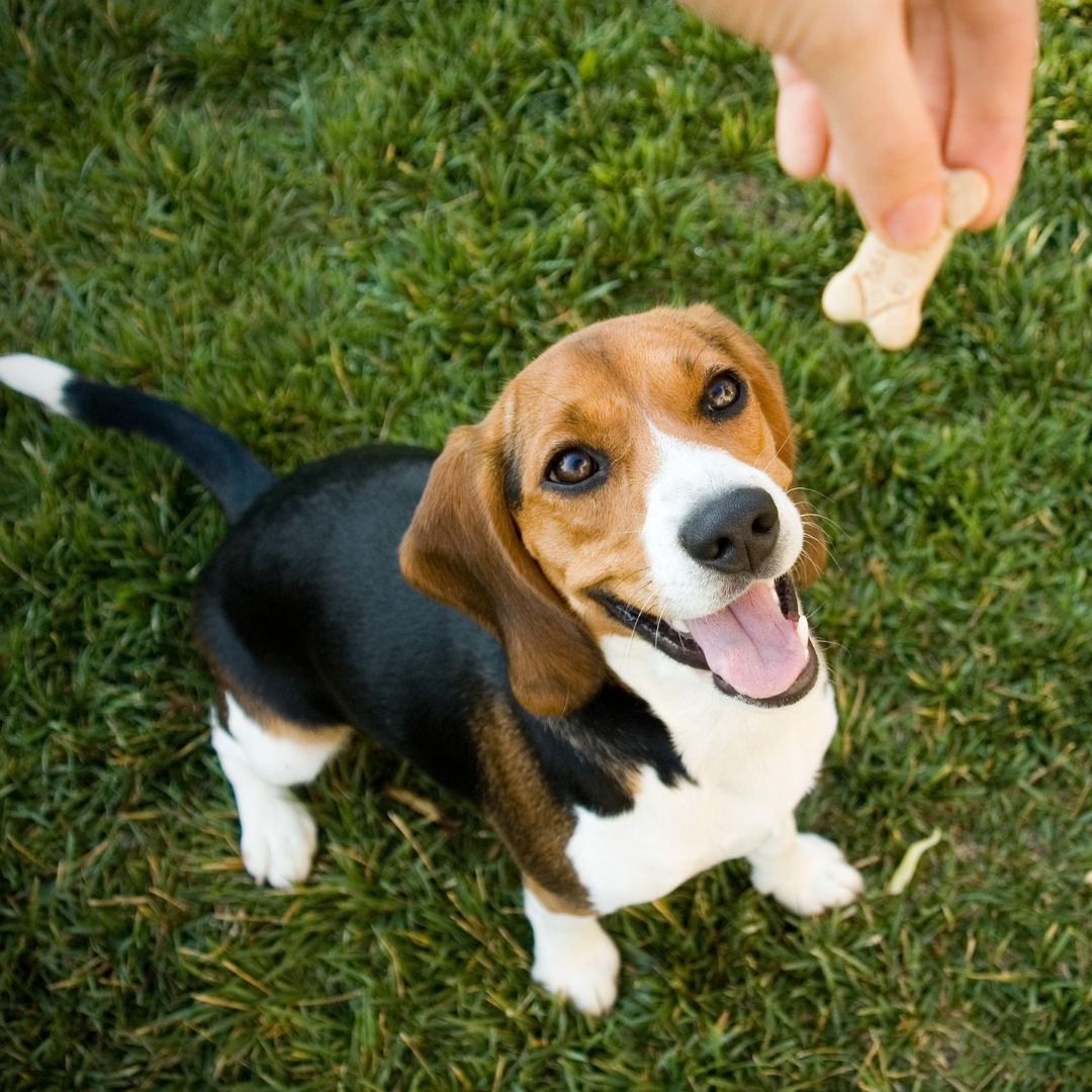 What Are The Healthiest Dog Treats?