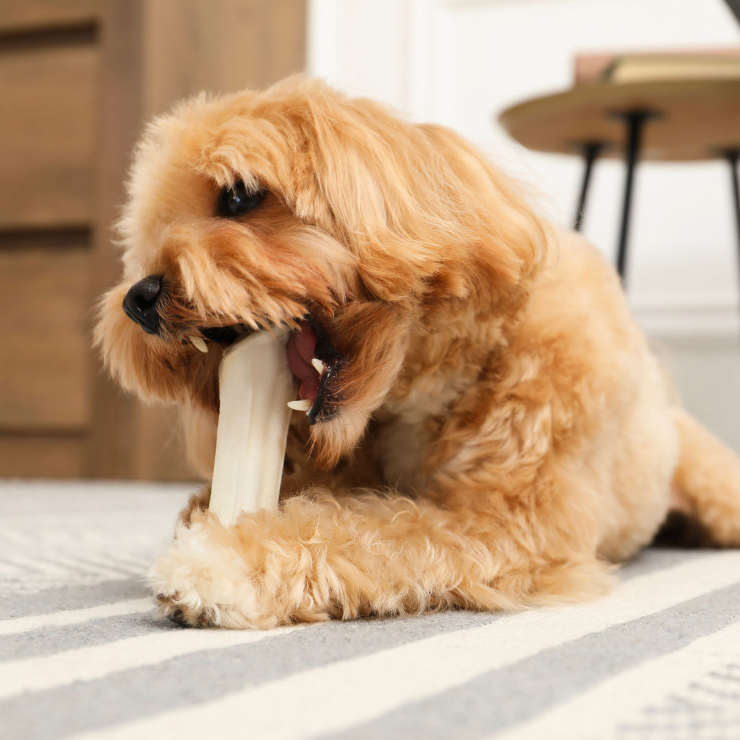 What Are The Safest Chew Toys For Dogs? - Cleveland, Ohio