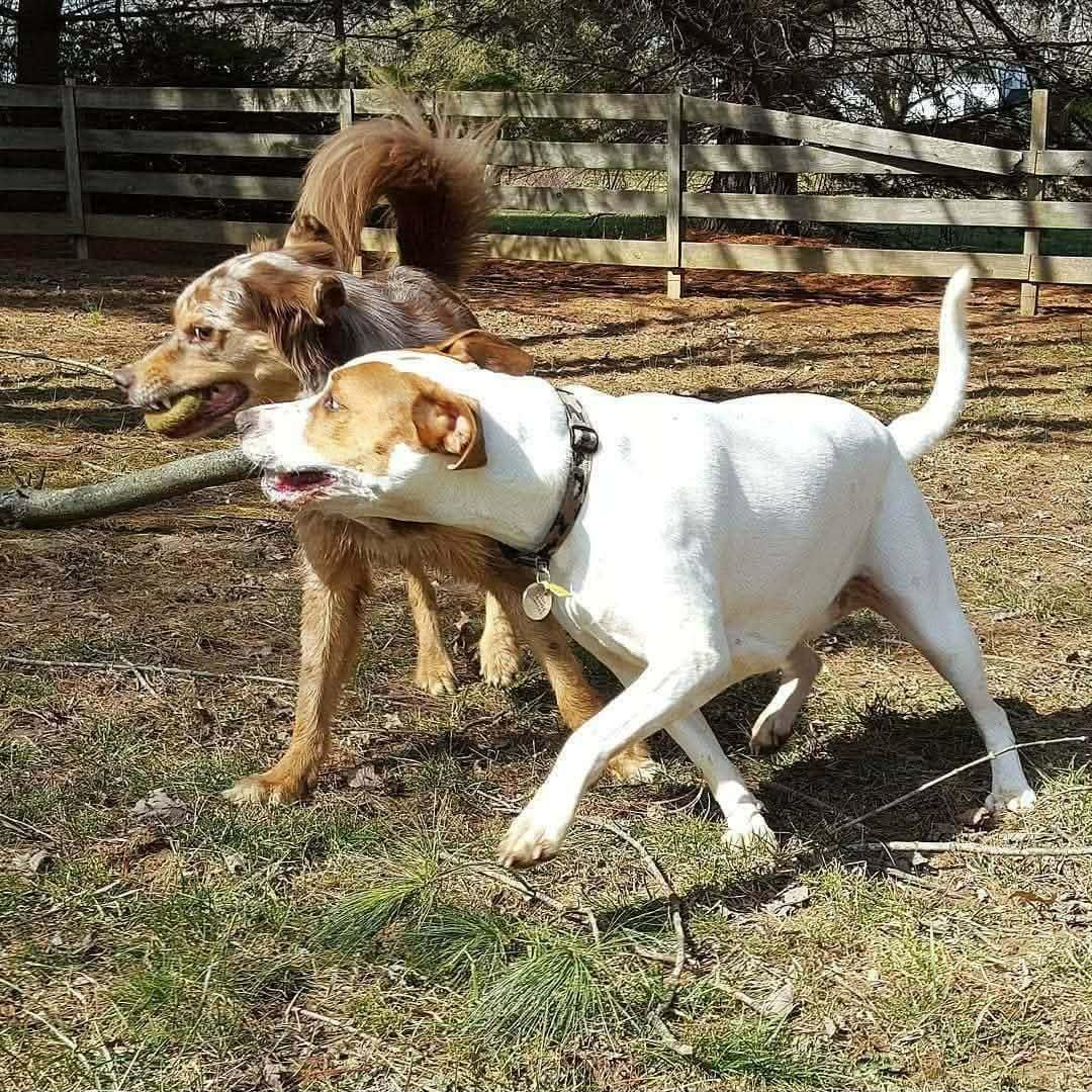 Image of Local Pet Event Body Language Seminar - What Is Your Dog Thinking? Nearby