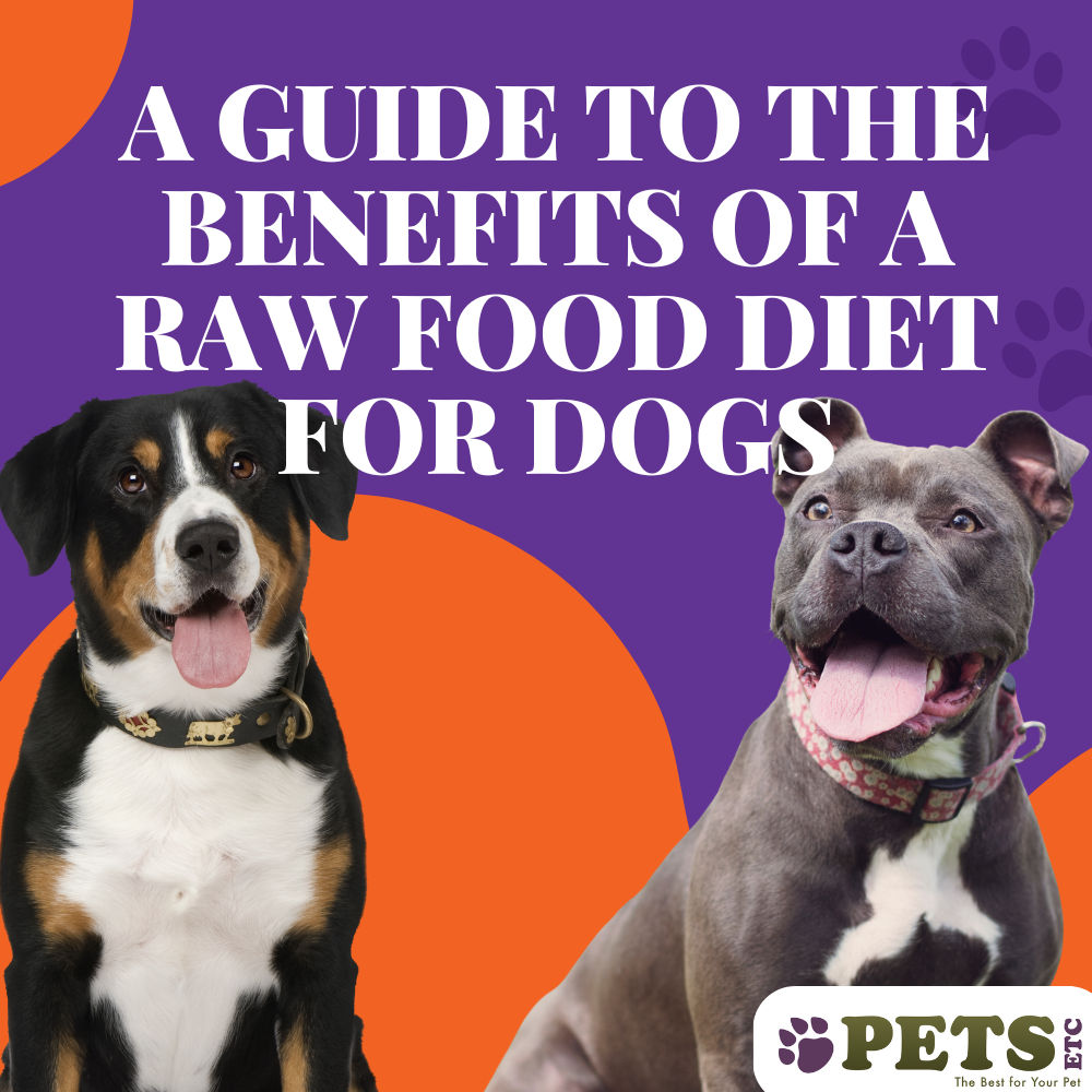 A Guide to the Benefits of a Raw Food Diet For Dogs
