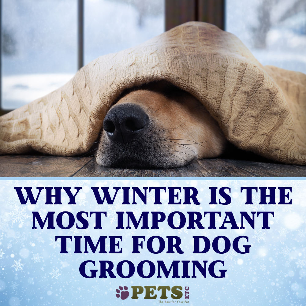 Why Winter is The Most Important Time for Dog Grooming