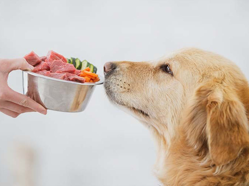 A Fresh Start for Your Dog's Nutrition