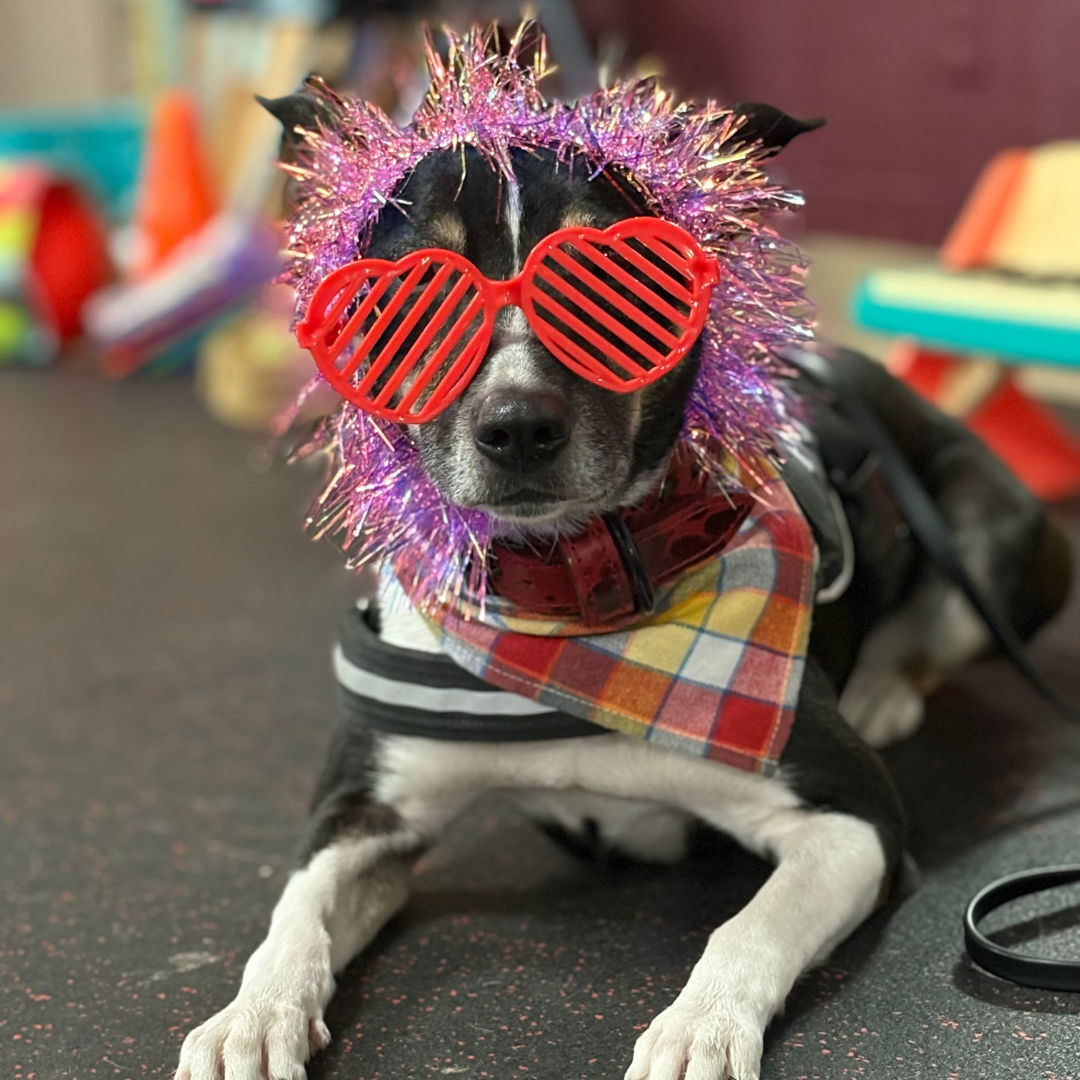 Image of Local Pet Event Trick Dog Seminar Nearby