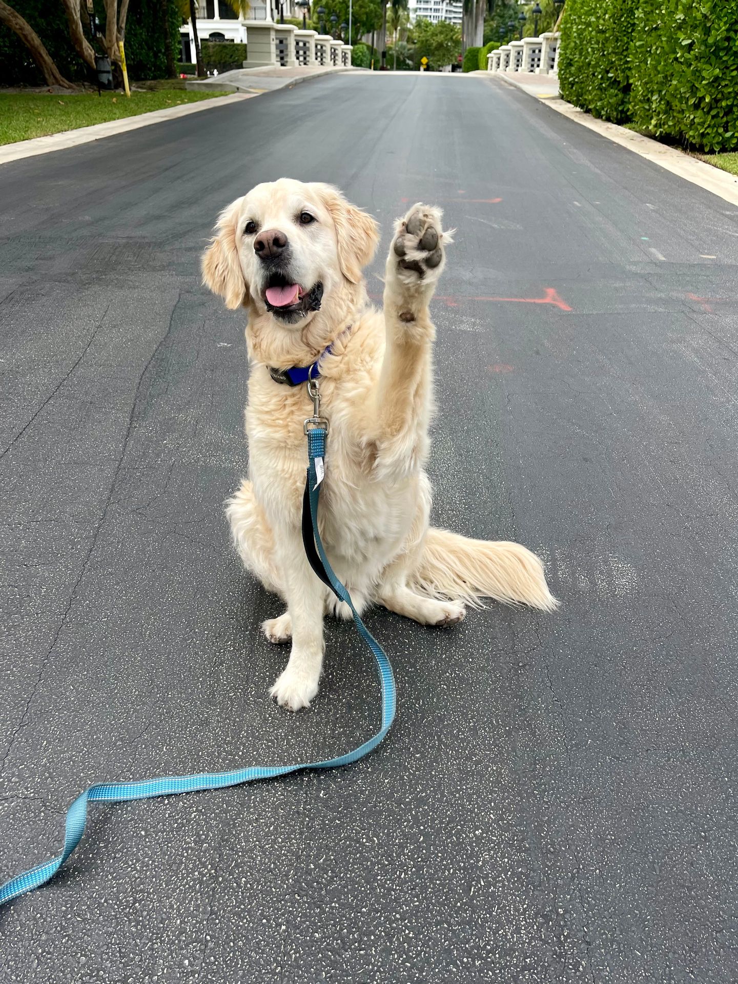 National Train Your Dog Month 2026: Start the Year with a Better-Behaved Dog