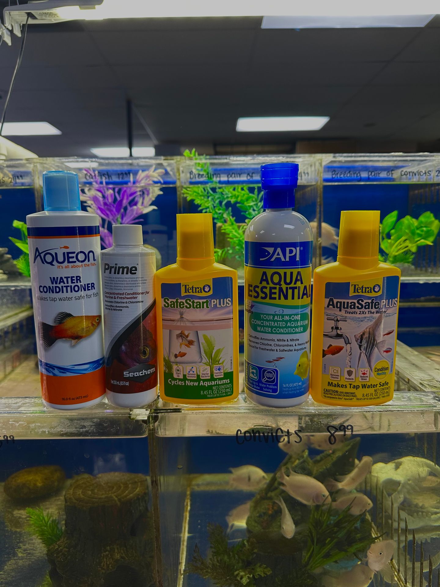 Your Guide to Starting Up a Fish Tank!