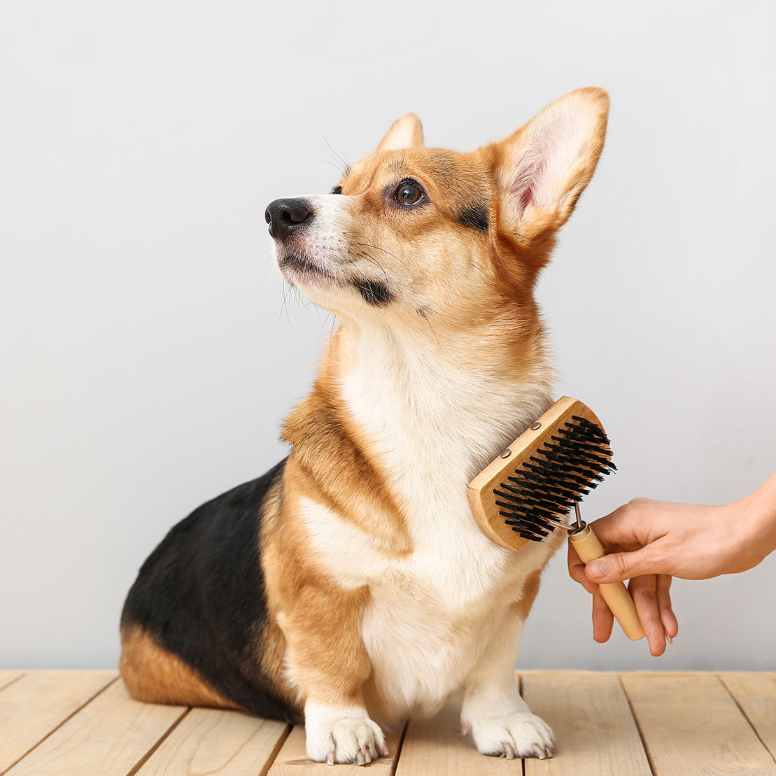The Best Brushes for Dogs That Shed Year-Round in the Desert
