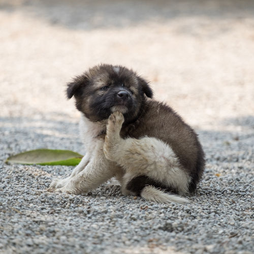 Pet Allergies: Why Your Dog or Cat Is So Itchy (And What You Can Do)