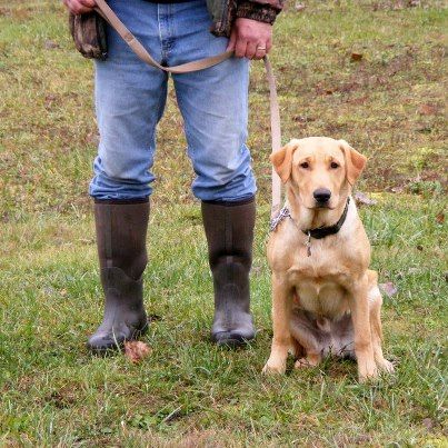Do Leashes Work?