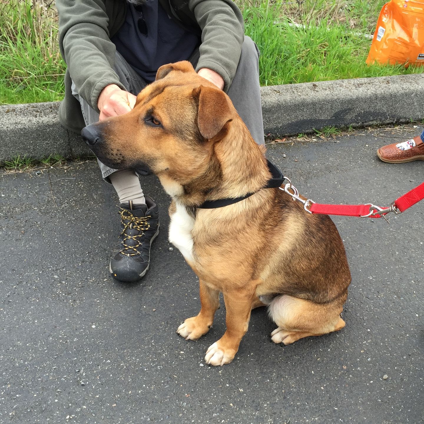 Trained Dogs Live Longer