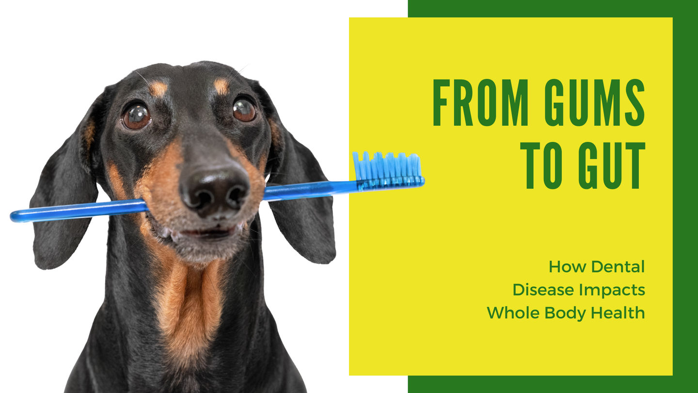 From Gums to Gut: How Dental Disease Impacts Whole-Body Health