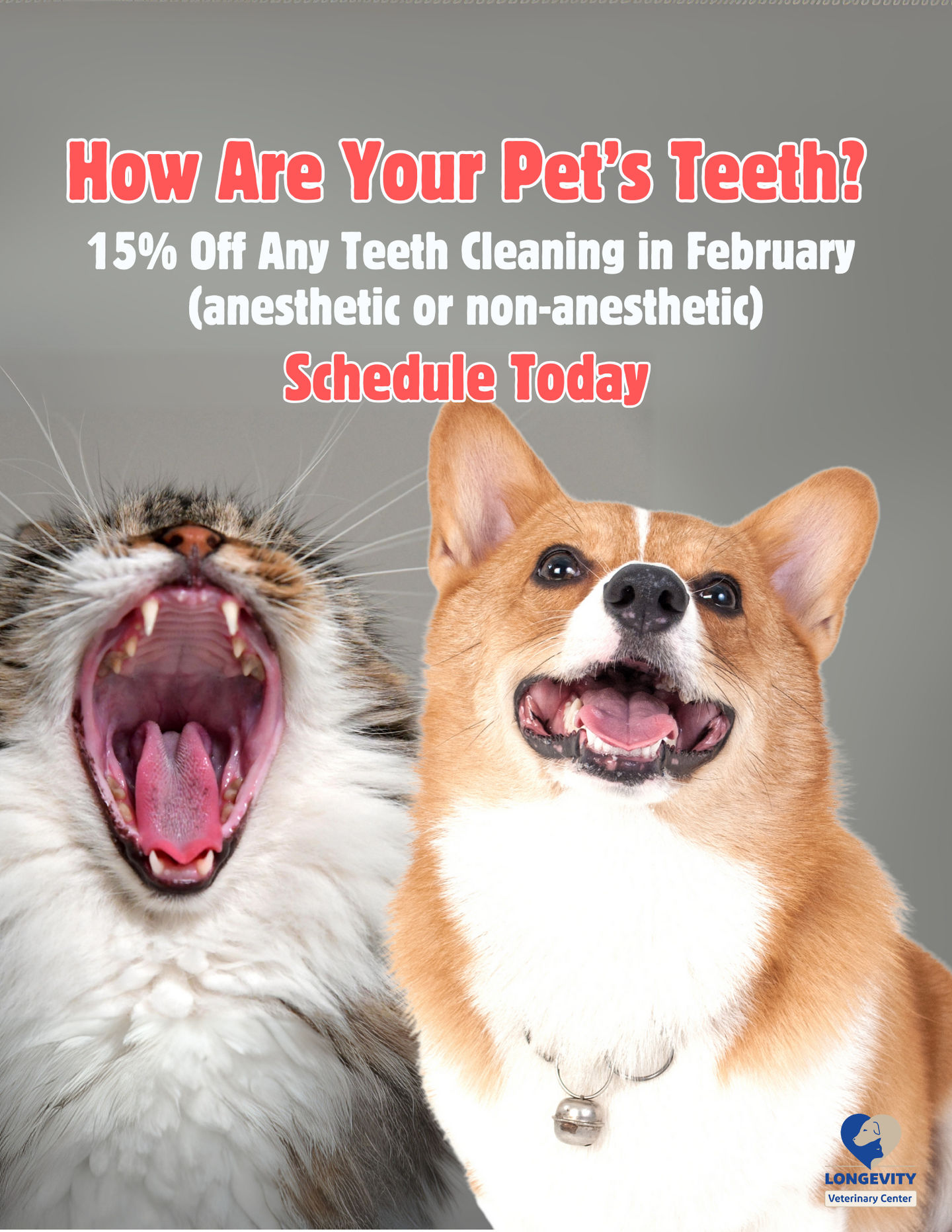 Pet Dental Health: Why Gingivitis and Dental Cleanings Matter