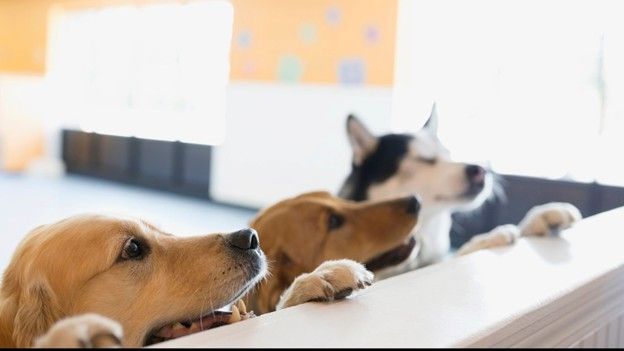 Pet Sitter in Kansas City