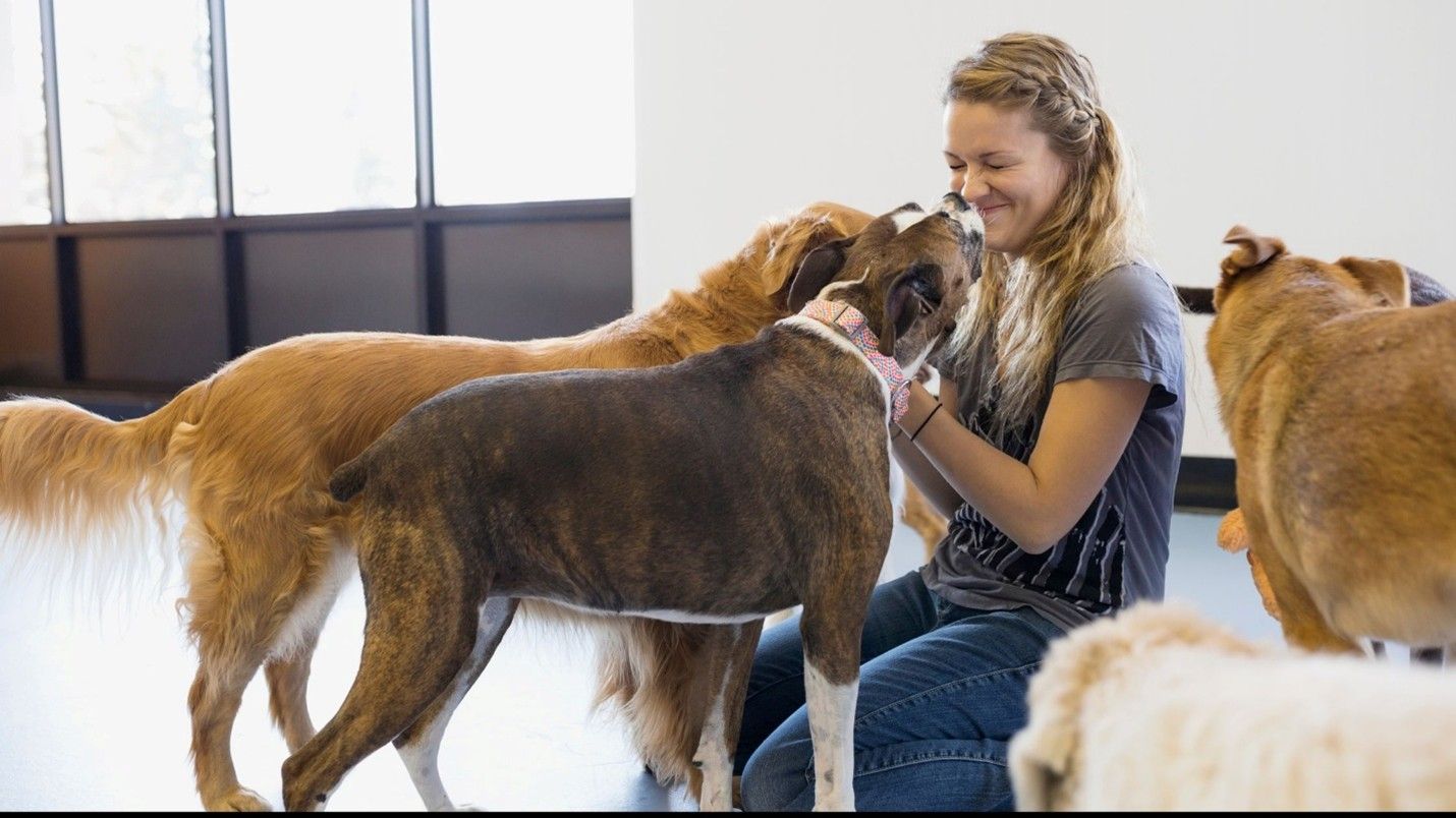 Pet Sitting in North Kansas City