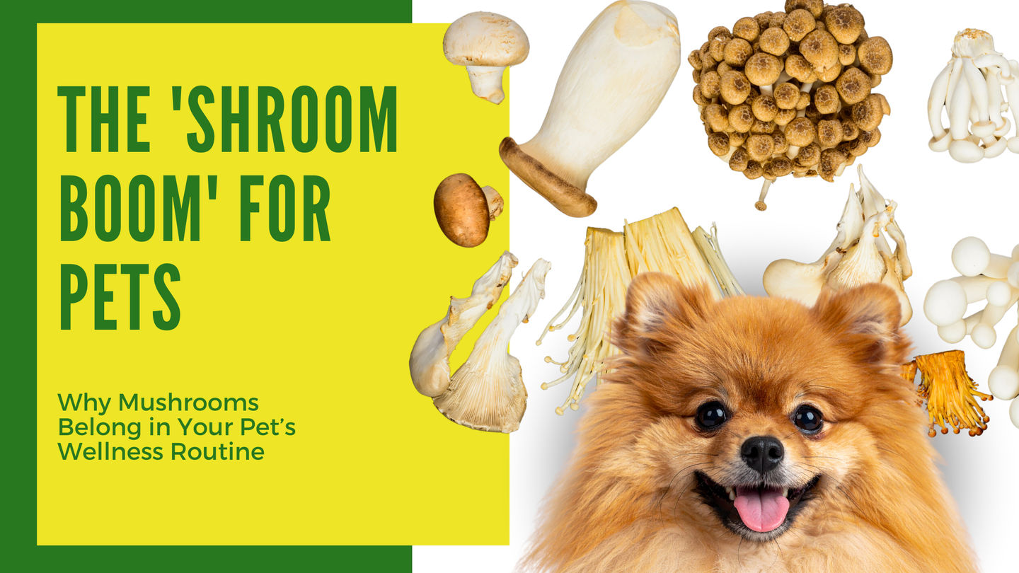 The 'Shroom Boom' for Pets: Why Mushrooms Belong in Your Pet’s Wellness Routine