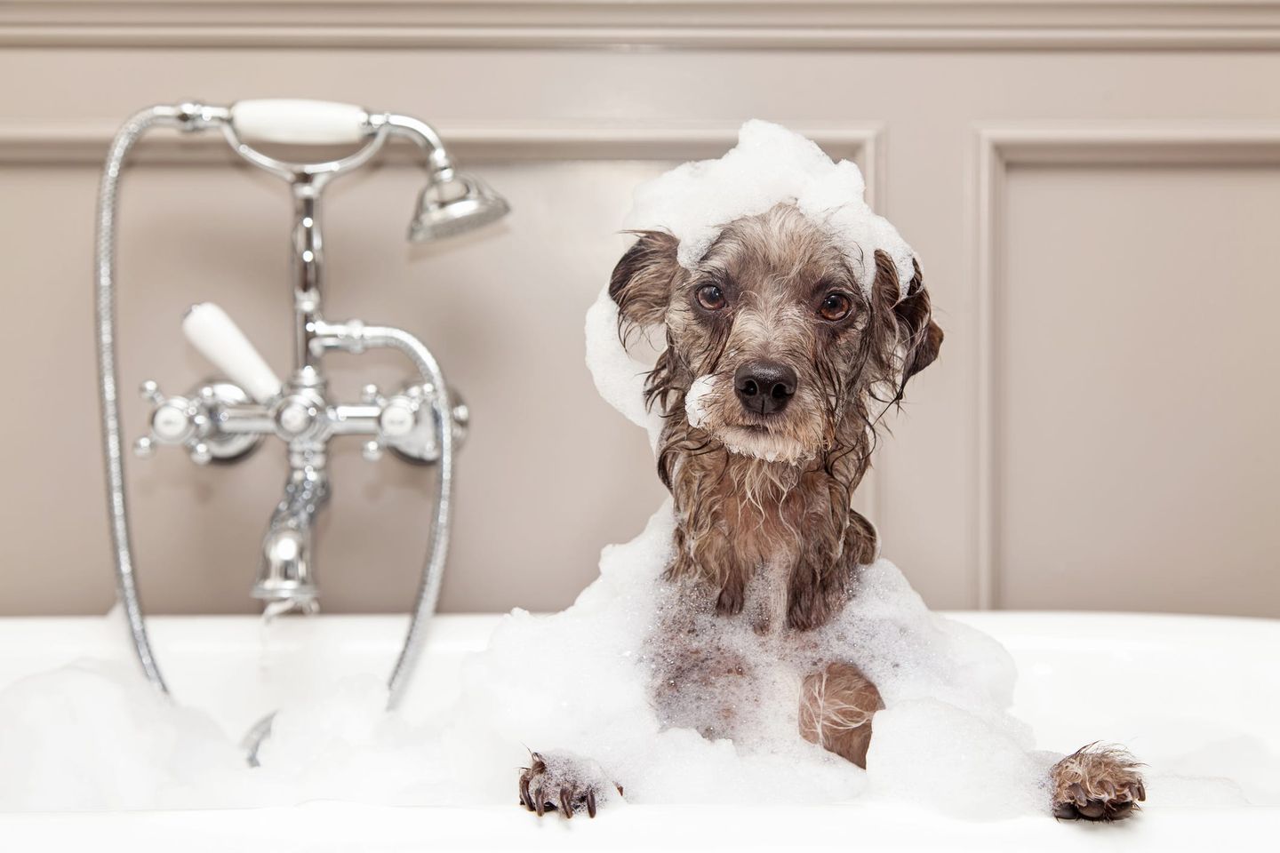 First-Time Dog Wash Tips: Making Bath Time Stress-Free