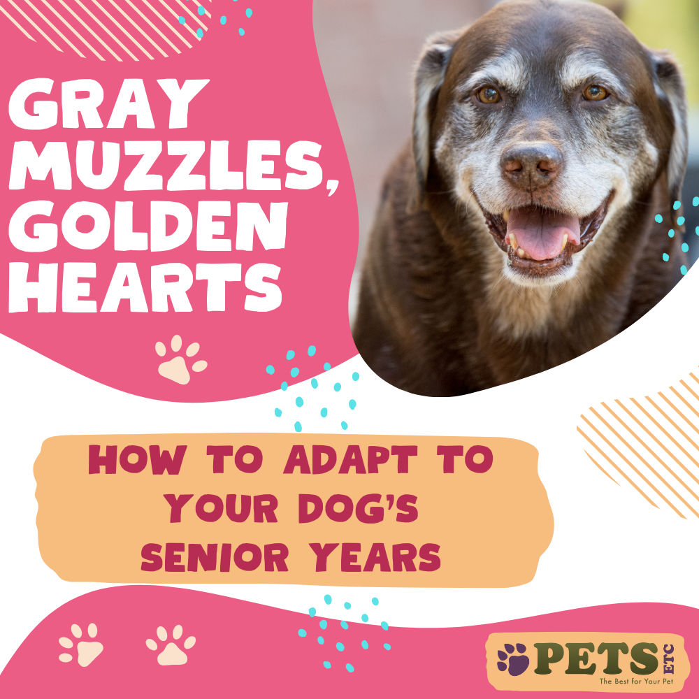 Gray Muzzles, Golden Hearts: How to Adapt to Your Dog’s Senior Years