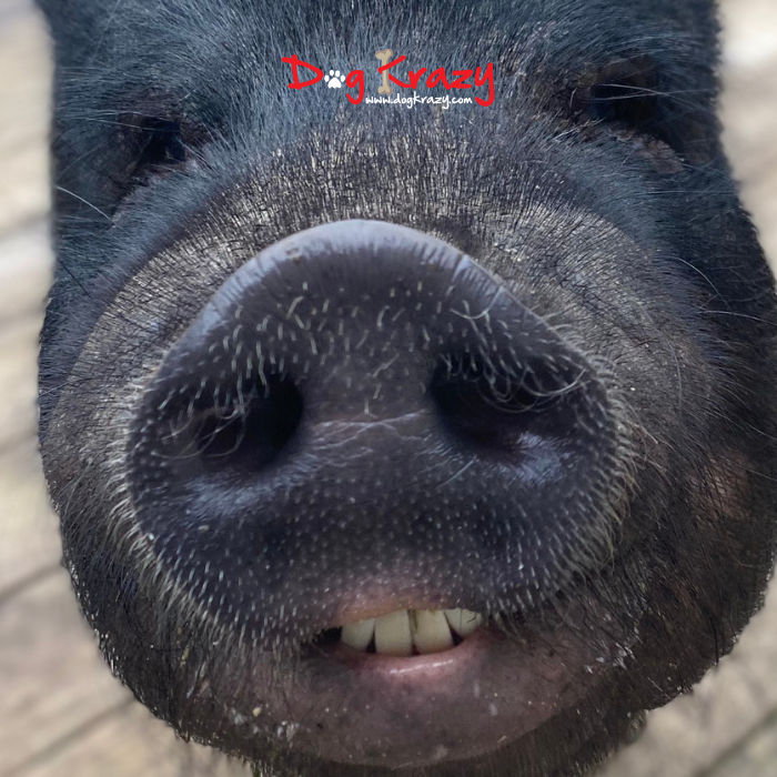 Owning a Pig: What I Wish More People Knew