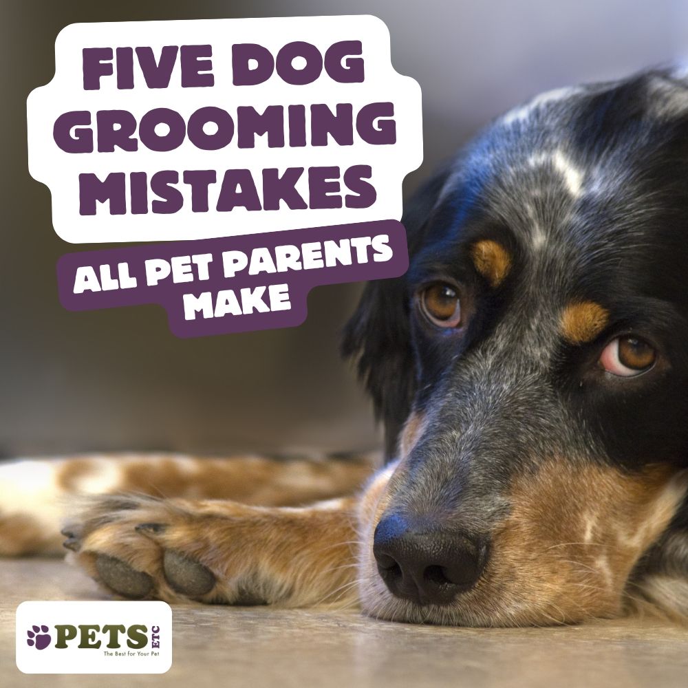 Five Dog Grooming Mistakes All Pet Parents Make