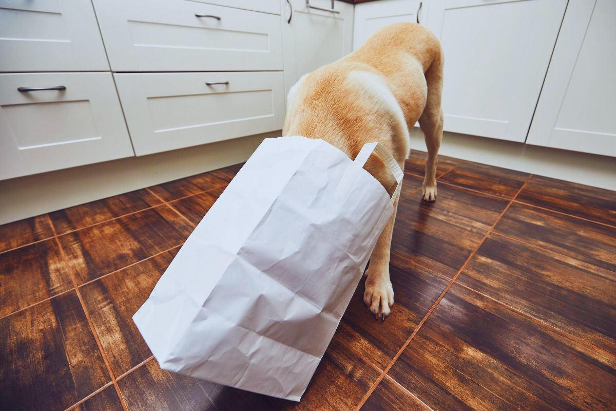 Xylitol: The Sugar-Free Sweetener That's Dangerous for Dogs