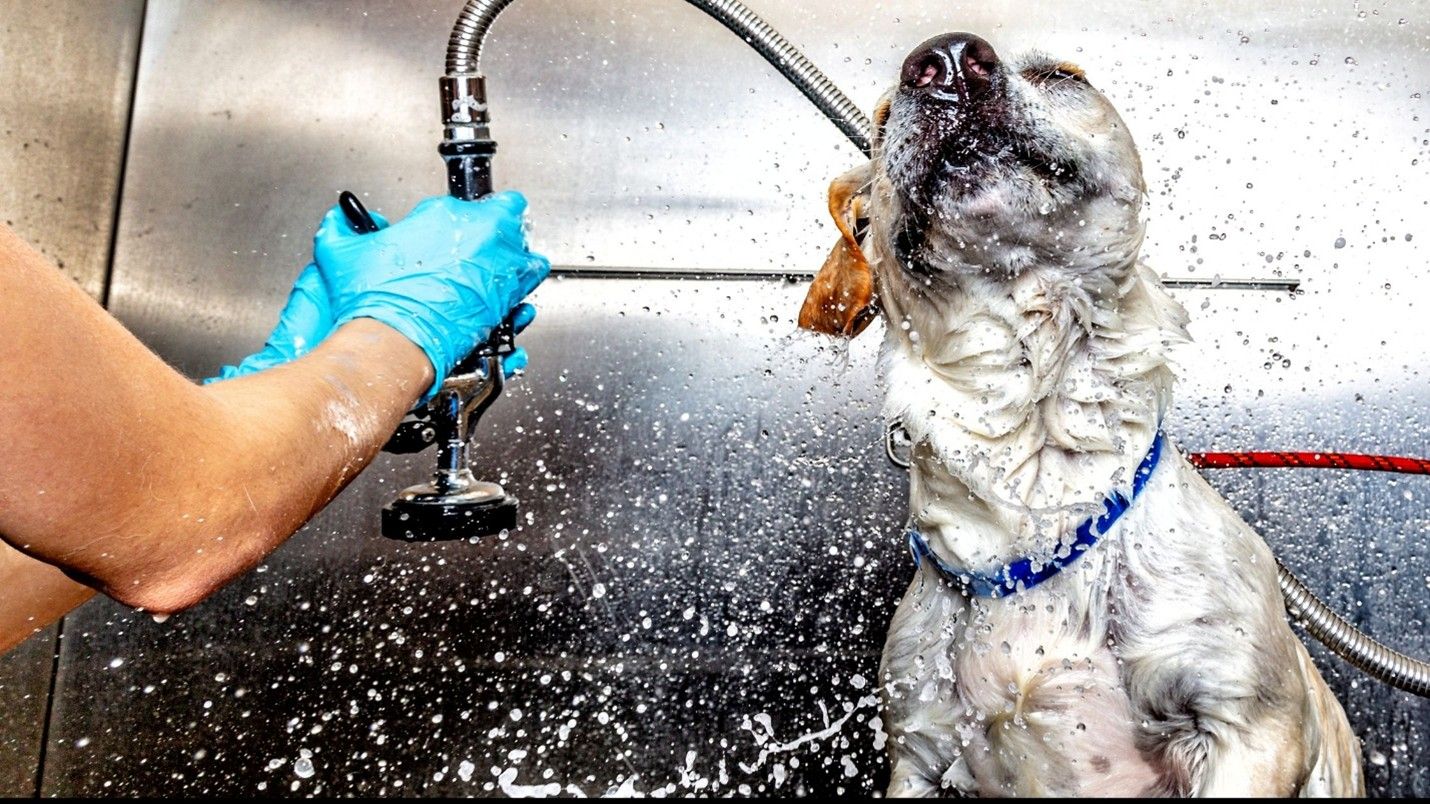 Pet Grooming in Kansas City