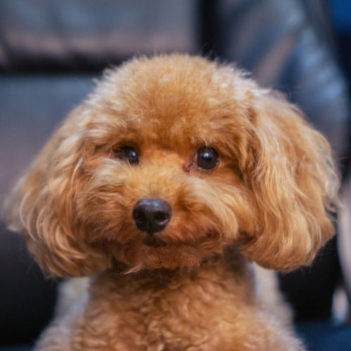 The Importance of Regular Grooming for Your Dog’s Health