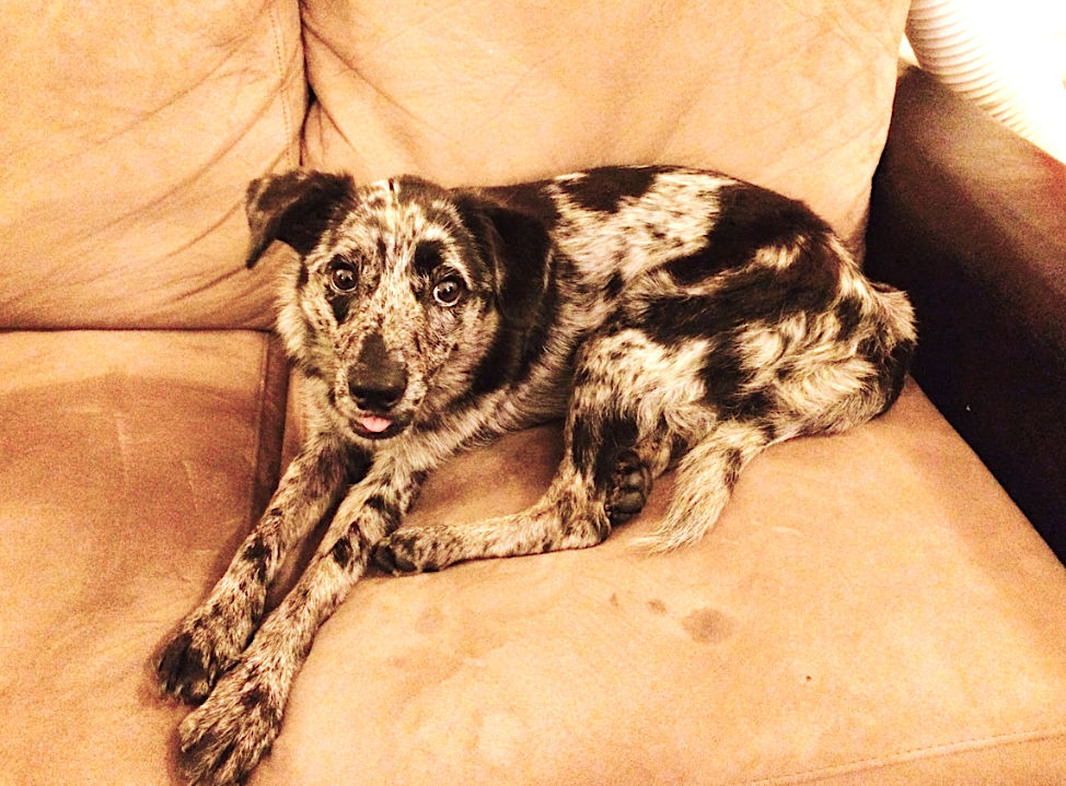 Fearful dog named Tess resting in a safe space