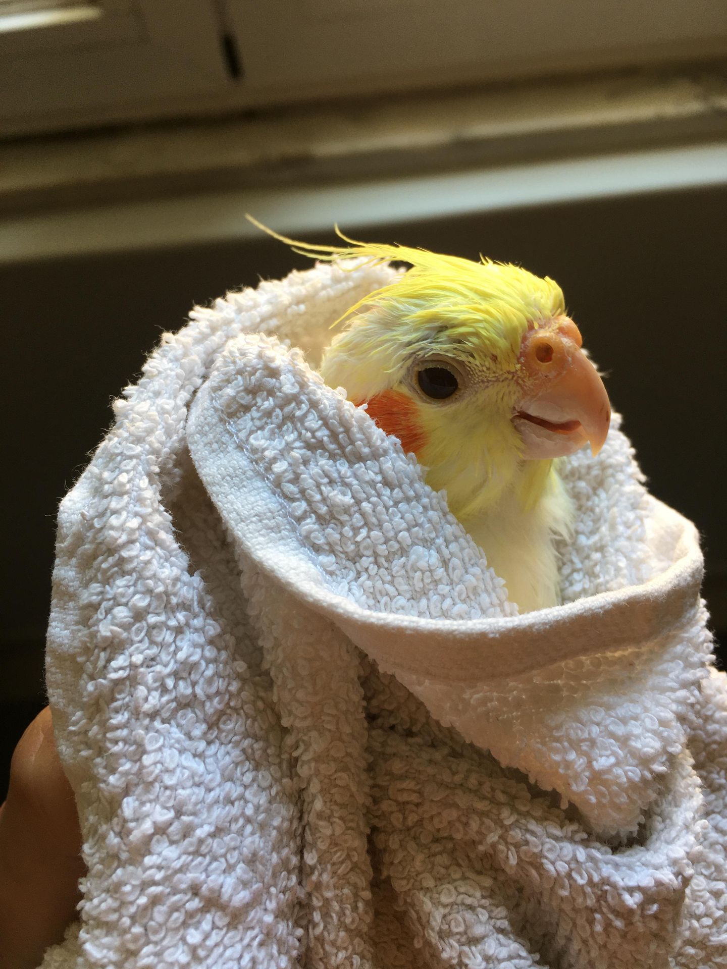 Bird need grooming? We can help!