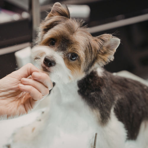 The Importance of Regular Dog Grooming