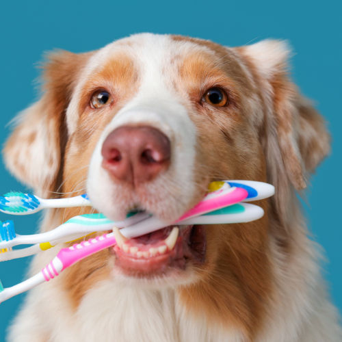 Non-Anesthetic Dog Teeth Cleaning: A Safer Option for Your Pet