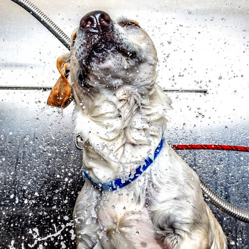 Low Anxiety Dog Grooming: Stress-Free Care for Sensitive Pets