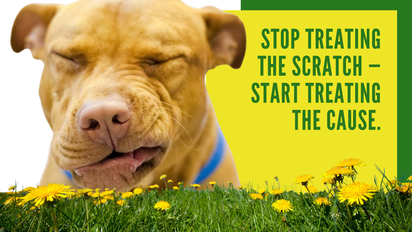 Stop Treating the Scratch — Start Treating the Cause.