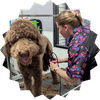 Dog Grooming