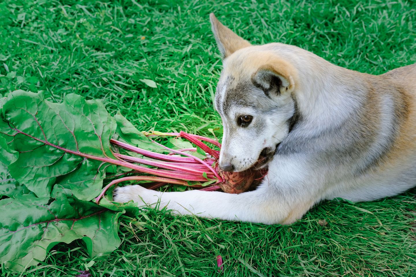 Beet Supplements for Dogs: Why This Root Vegetable Is Worth Adding